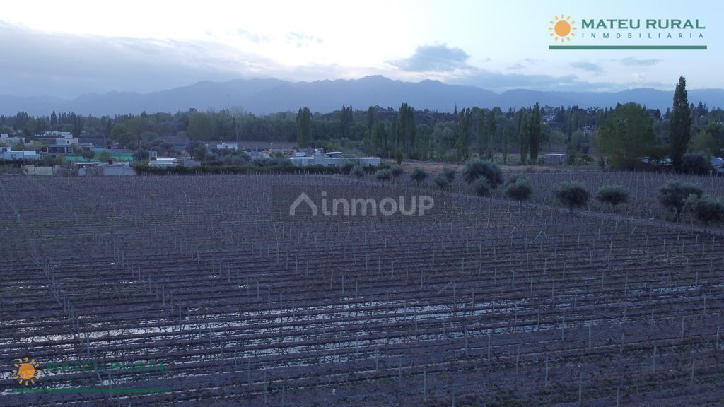 Finca en Venta en Lujan de Cuyo, Mendoza