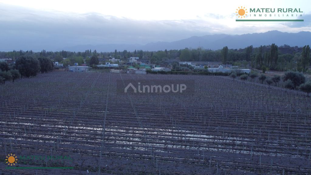 Finca en Venta en Lujan de Cuyo, Mendoza