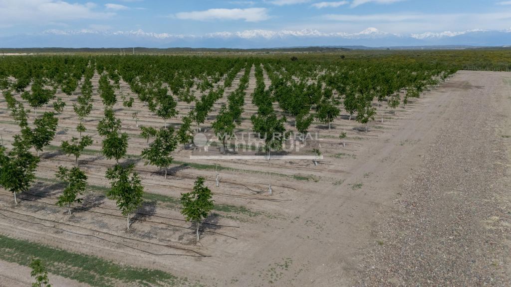 Finca en Venta en Tupungato, Mendoza