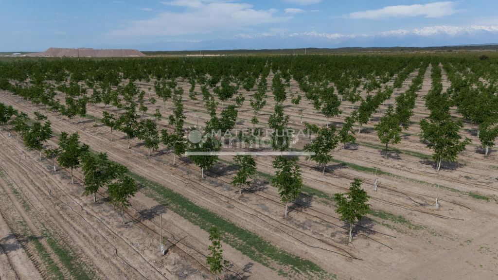 Finca en Venta en Tupungato, Mendoza