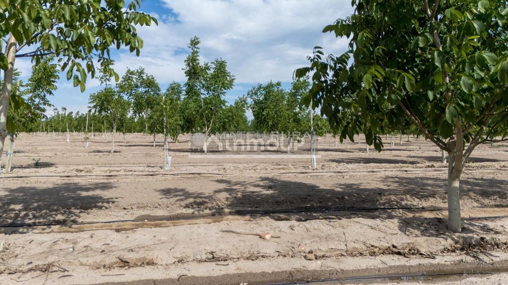 Finca en Venta en Tupungato, Mendoza