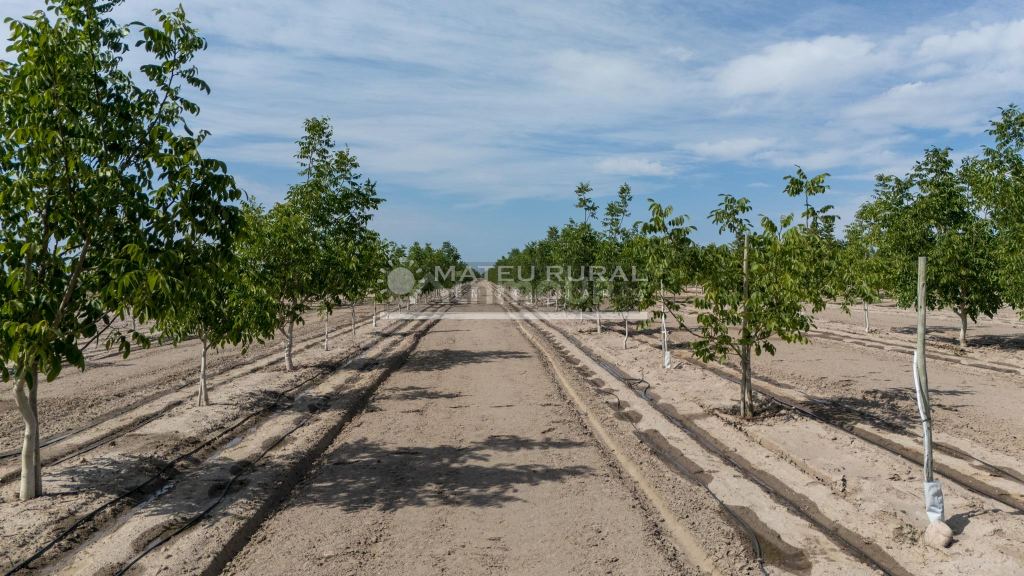 Finca en Venta en Tupungato, Mendoza