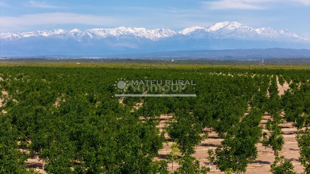 Finca en Venta en Tupungato, Mendoza