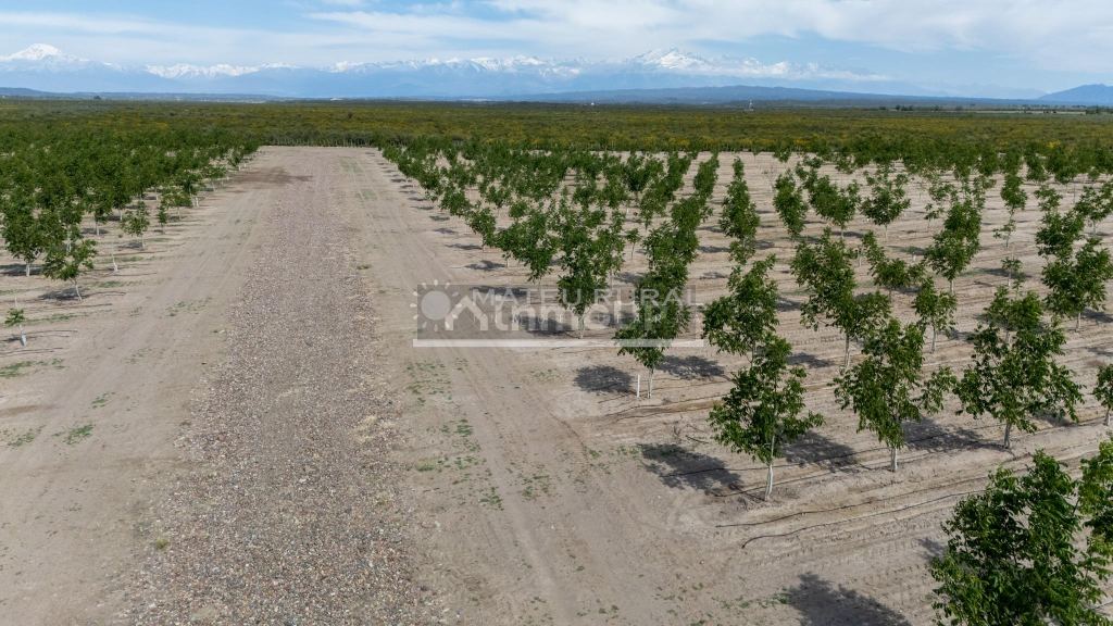 Finca en Venta en Tupungato, Mendoza