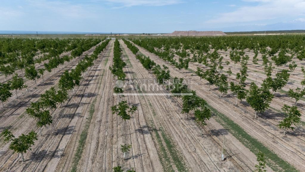 Finca en Venta en Tupungato, Mendoza