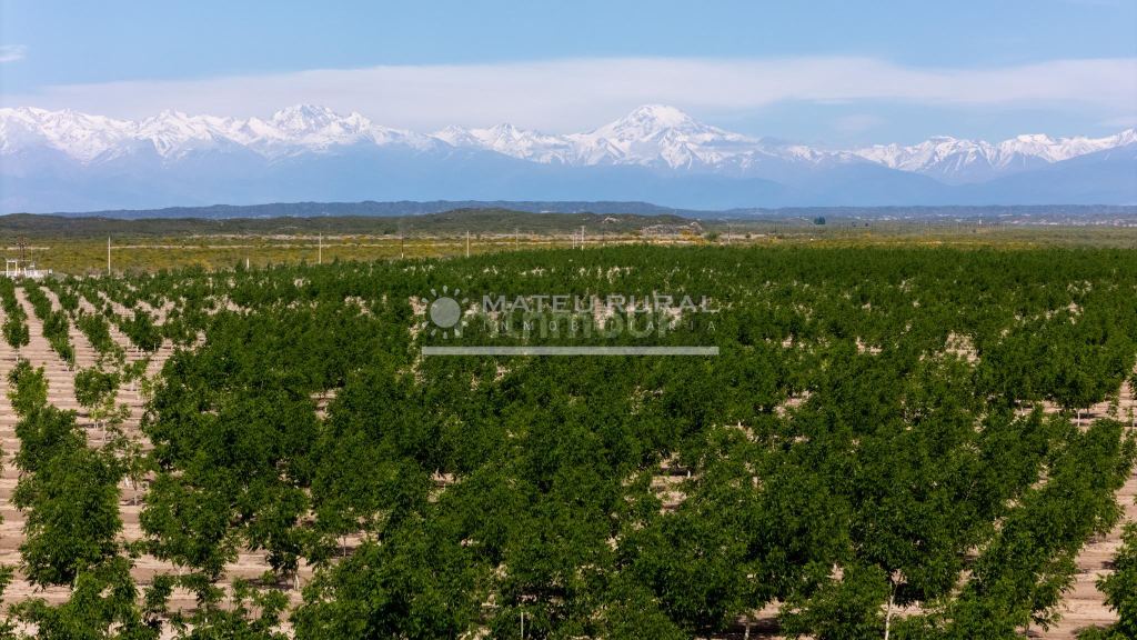 Finca en Venta en Tupungato, Mendoza