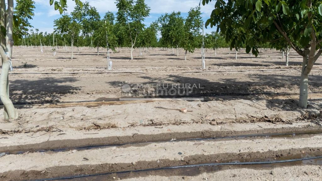Finca en Venta en Tupungato, Mendoza