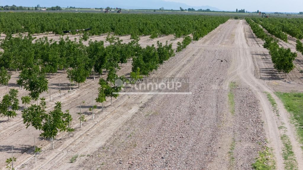 Finca en Venta en Tupungato, Mendoza