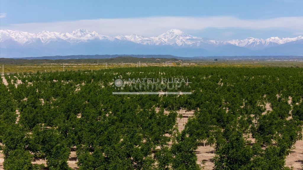 Finca en Venta en Tupungato, Mendoza