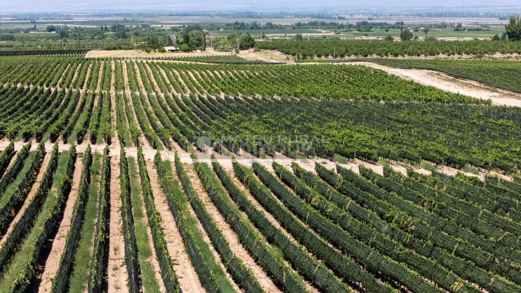 Finca en Venta en Tupungato, Mendoza
