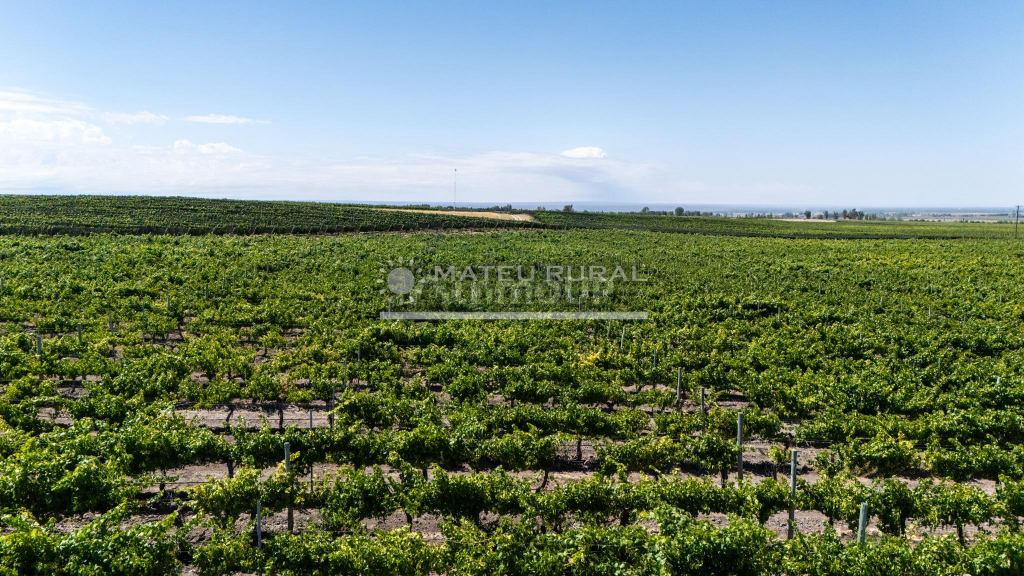Finca en Venta en Tupungato, Mendoza
