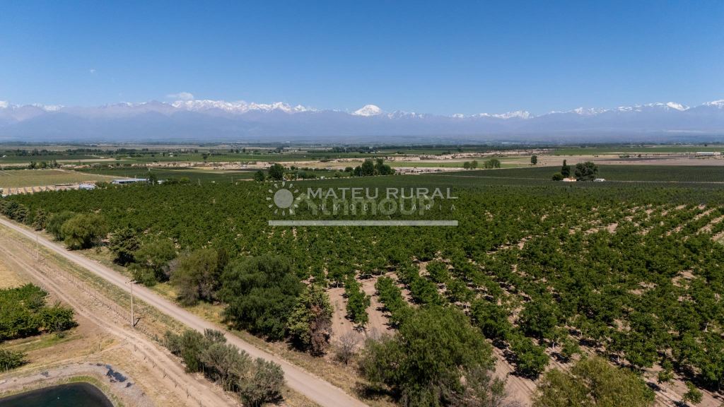 Finca en Venta en Tupungato, Mendoza