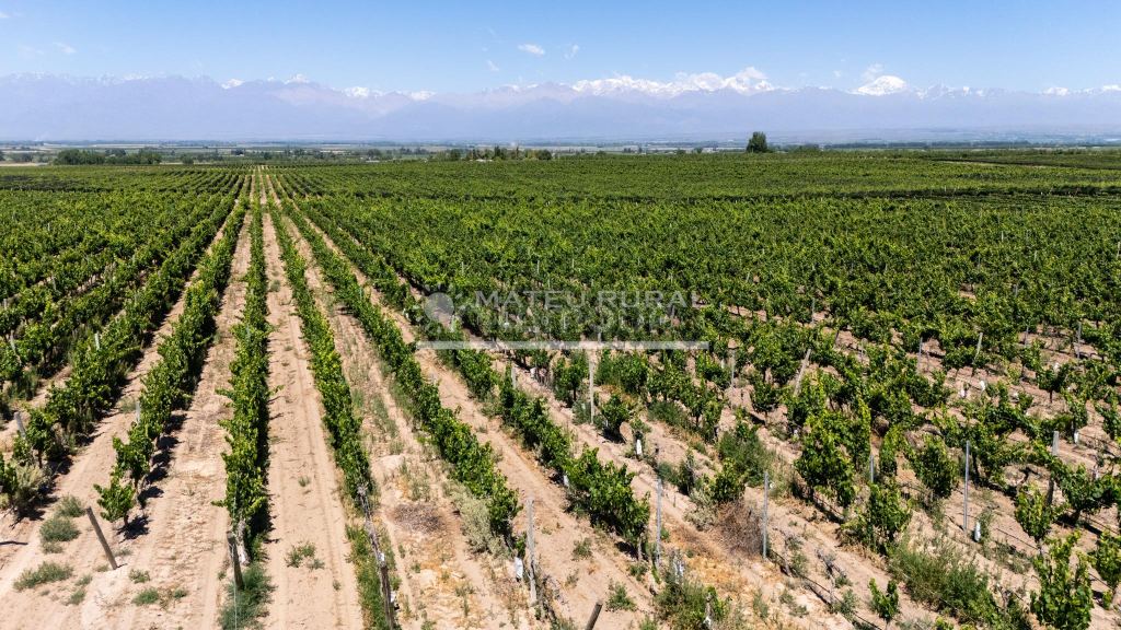 Finca en Venta en Tupungato, Mendoza