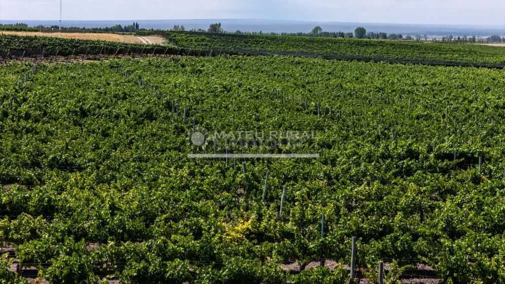 Finca en Venta en Tupungato, Mendoza