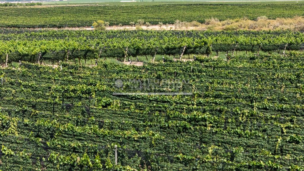 Finca en Venta en Tupungato, Mendoza