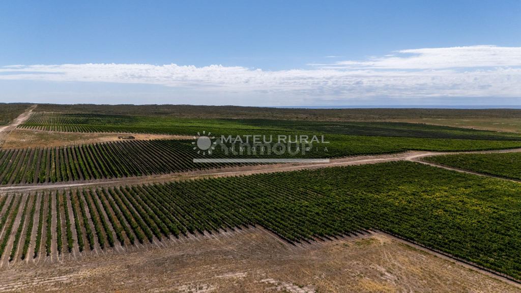 Finca en Venta en Tupungato, Mendoza