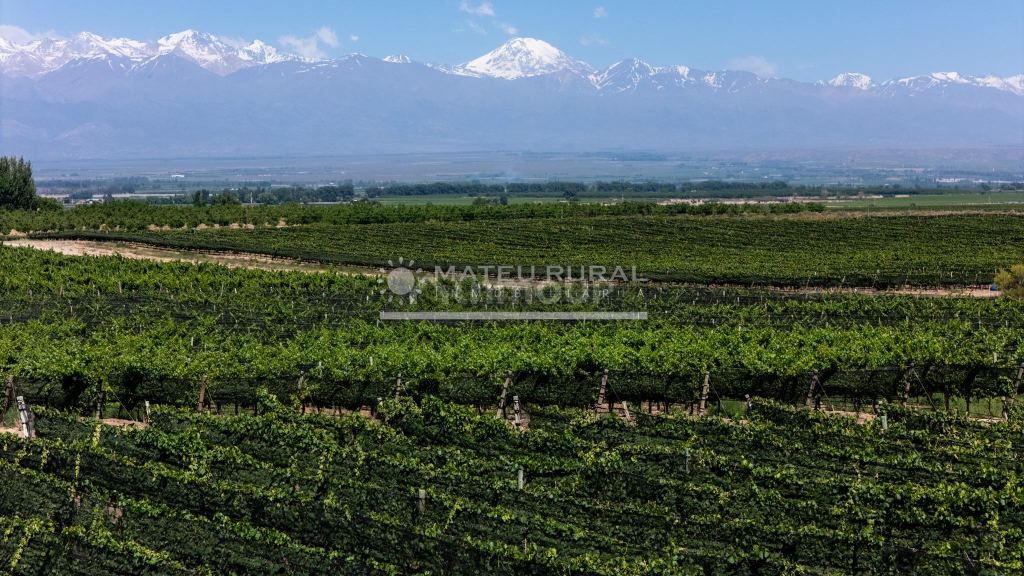 Finca en Venta en Tupungato, Mendoza