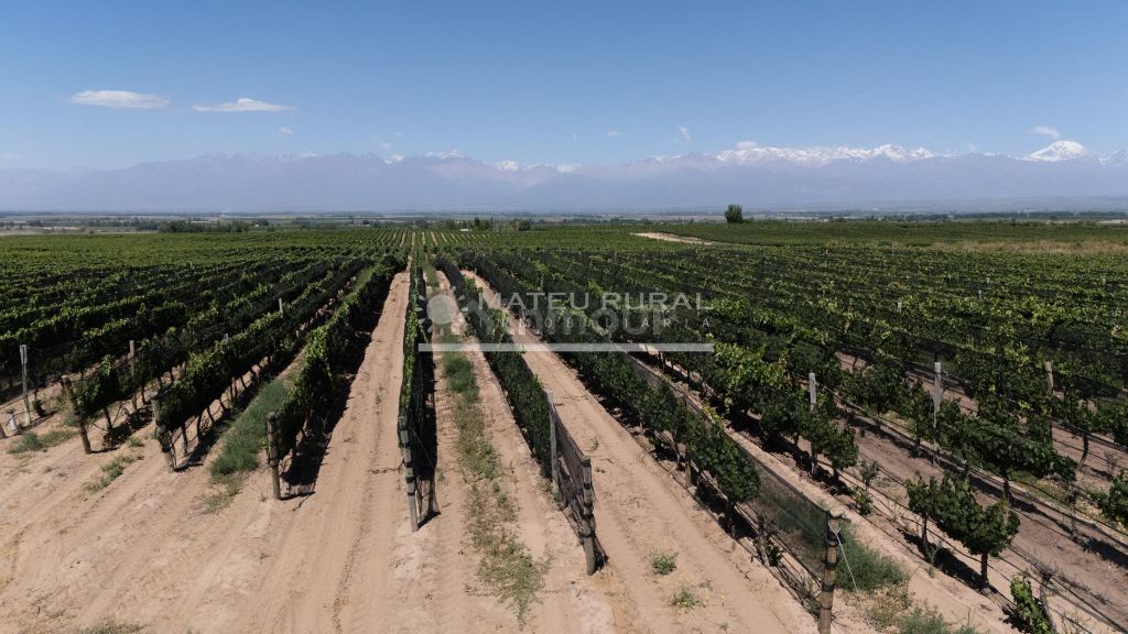 Finca en Venta en Tupungato, Mendoza