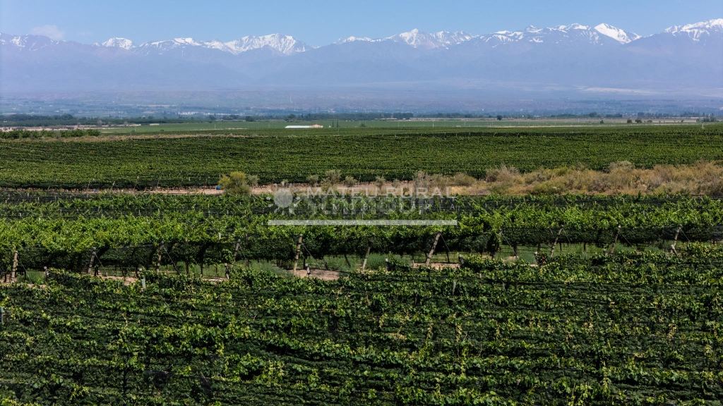 Finca en Venta en Tupungato, Mendoza