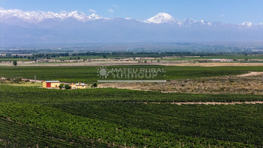 Finca en Venta en Tupungato, Mendoza