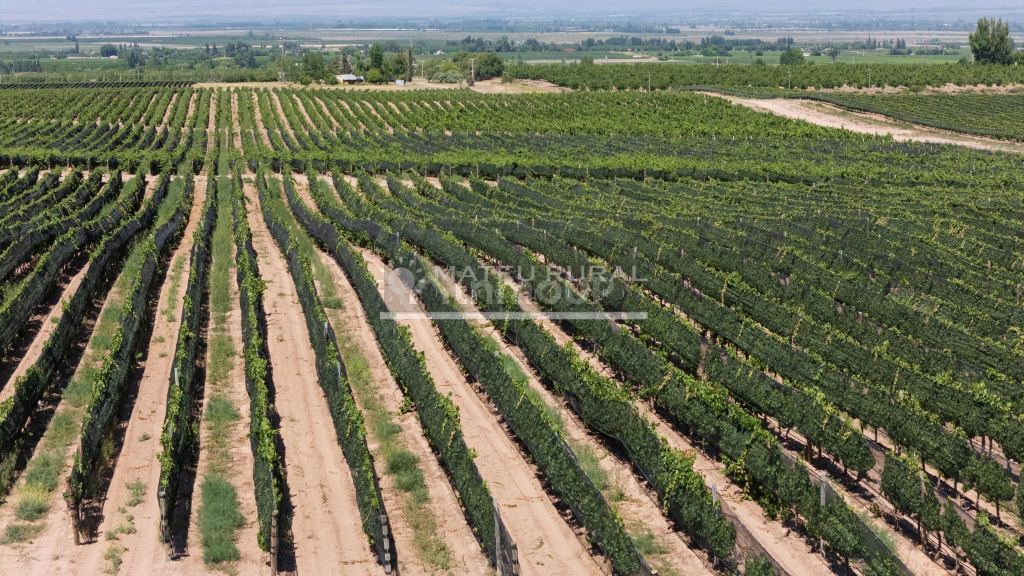 Finca en Venta en Tupungato, Mendoza