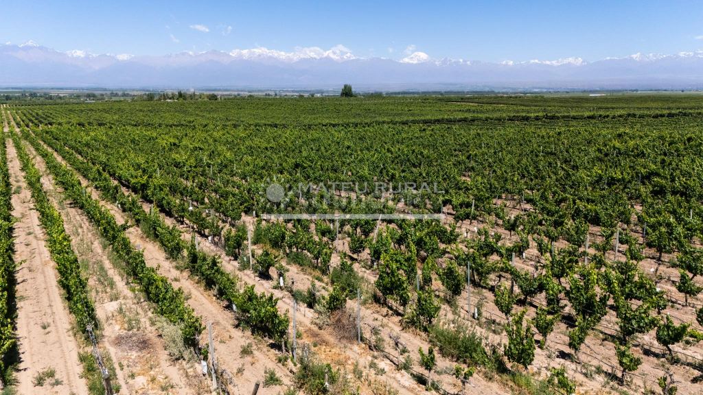 Finca en Venta en Tupungato, Mendoza