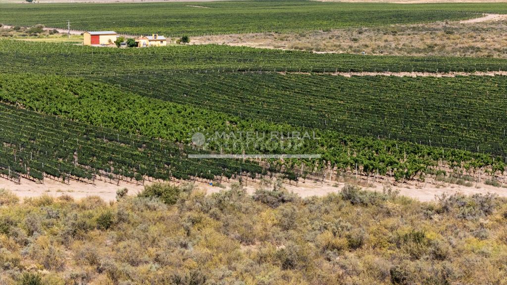 Finca en Venta en Tupungato, Mendoza