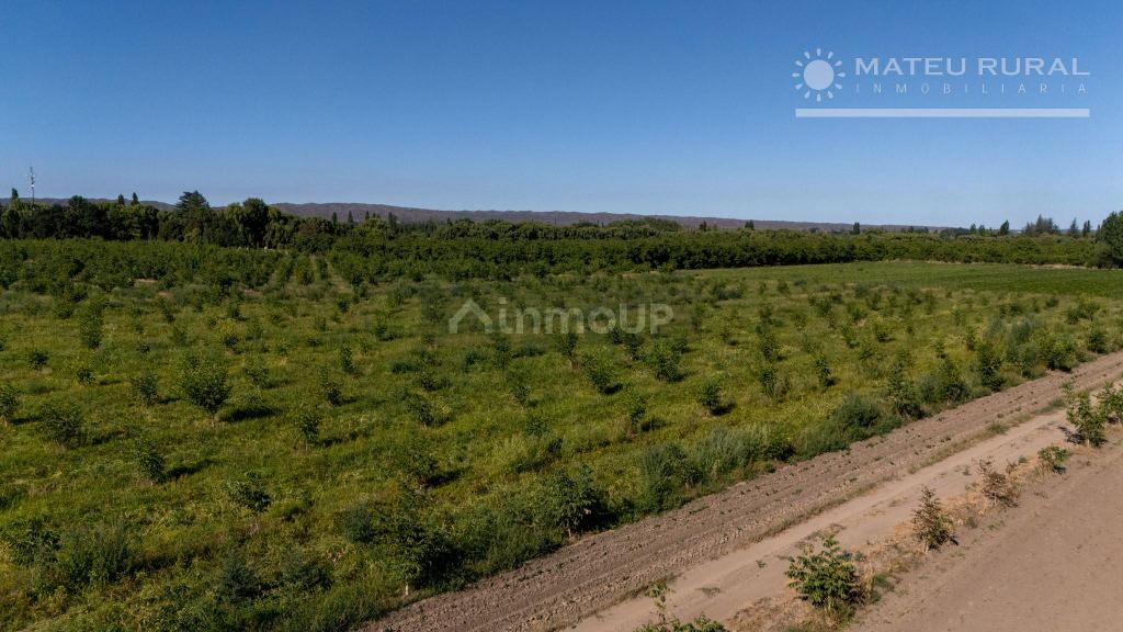 Finca en Venta en Tupungato, Mendoza