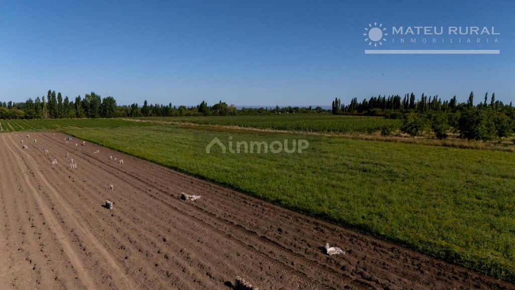 Finca en Venta en Tupungato, Mendoza