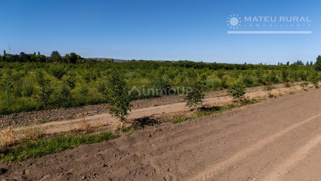 Finca en Venta en Tupungato, Mendoza