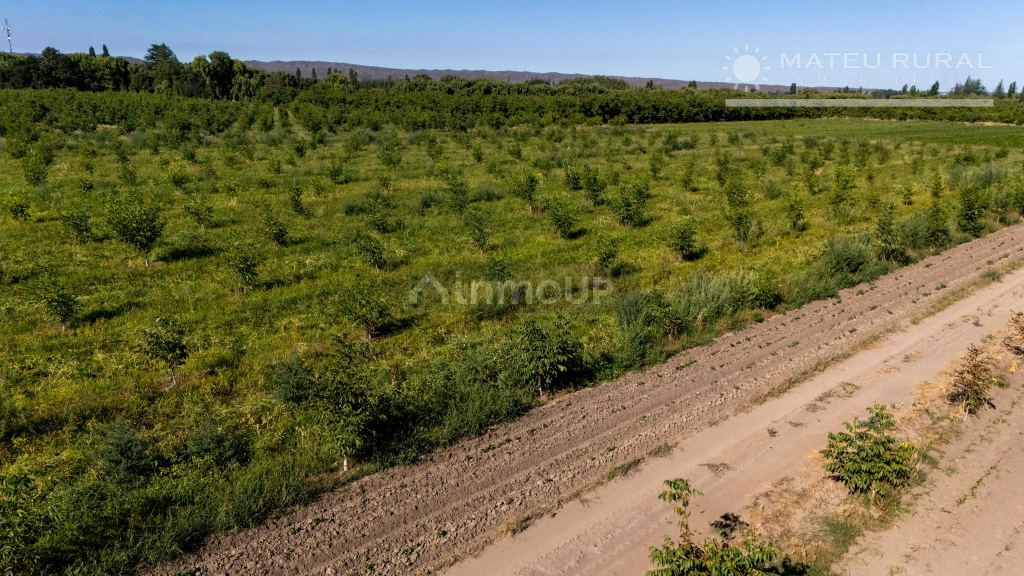 Finca en Venta en Tupungato, Mendoza