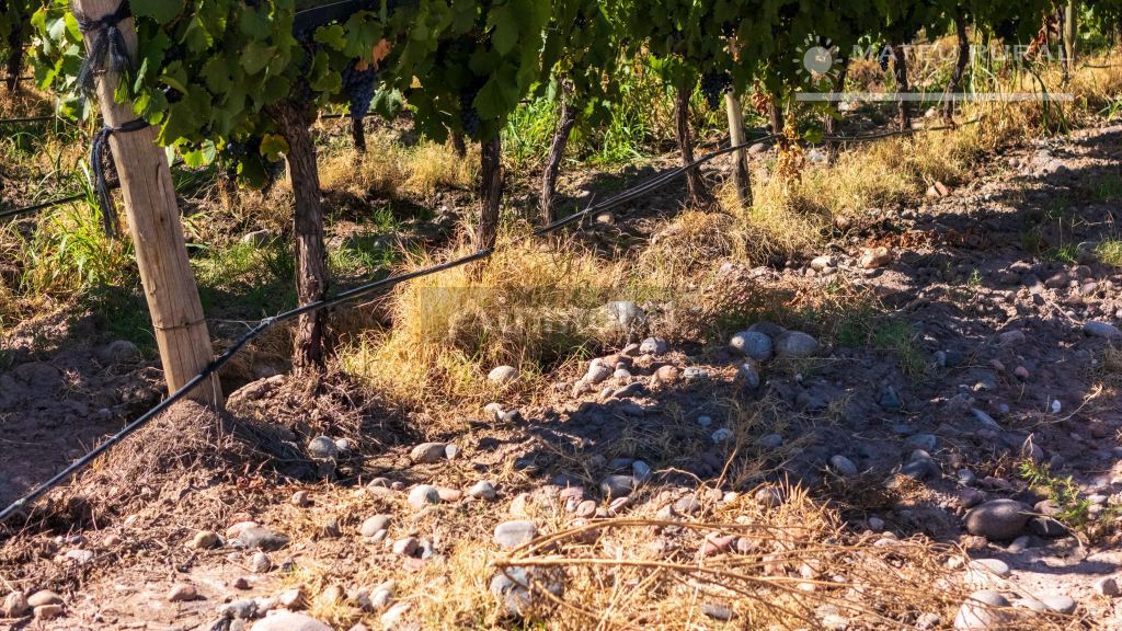 Finca en Venta en Tunuyan, Mendoza