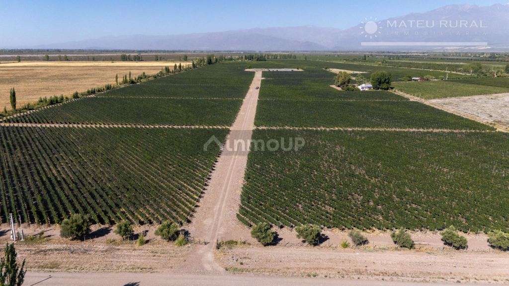 Finca en Venta en Tunuyan, Mendoza