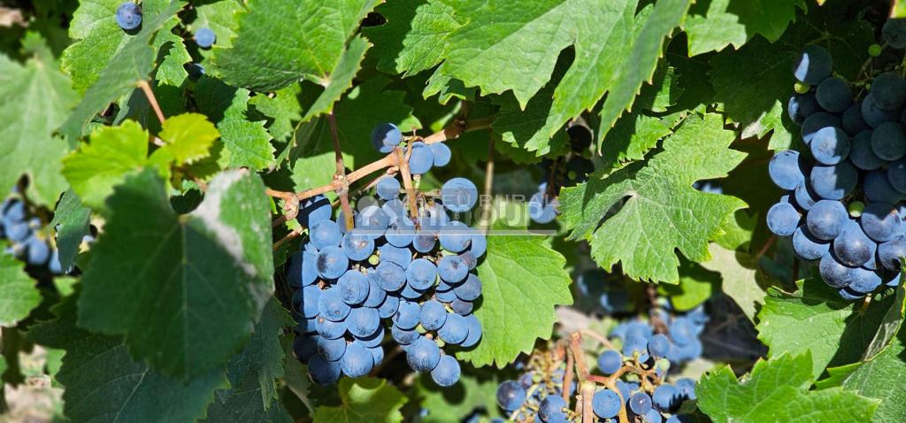 Finca en Venta en Tunuyan, Mendoza