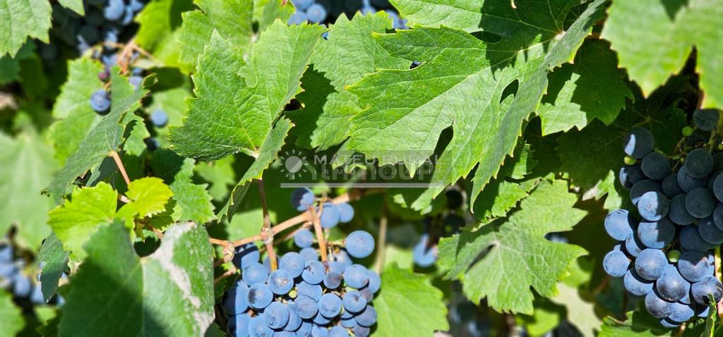 Finca en Venta en Tunuyan, Mendoza