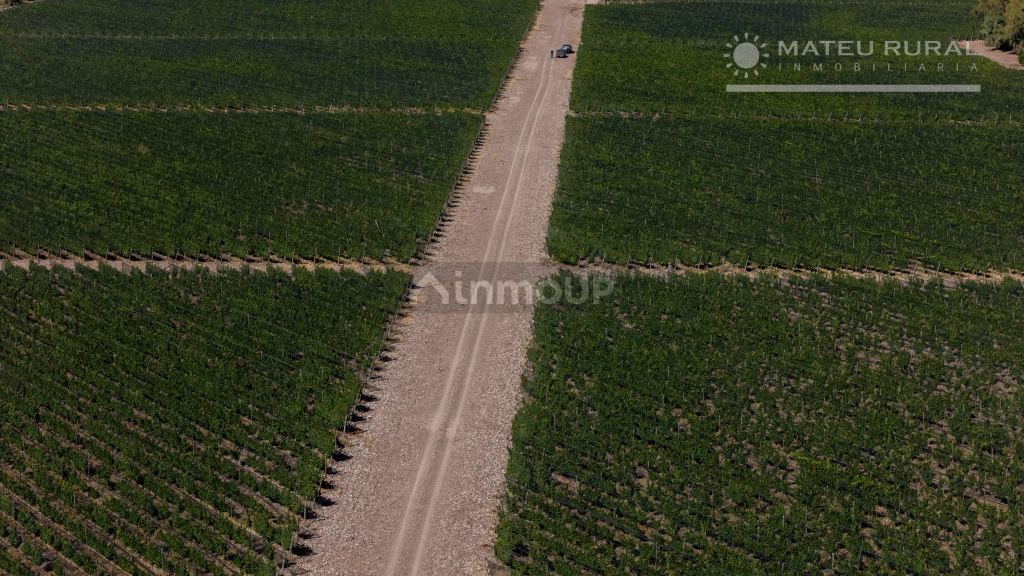 Finca en Venta en Tunuyan, Mendoza