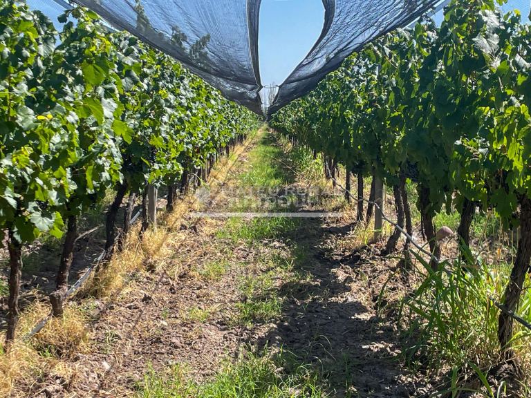 Finca en Venta en Tunuyan, Mendoza
