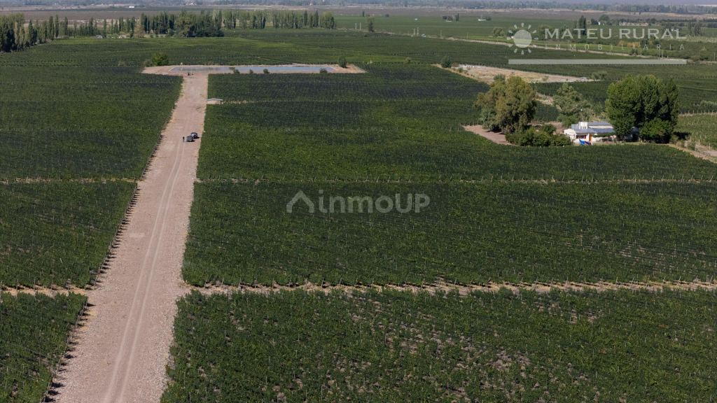 Finca en Venta en Tunuyan, Mendoza