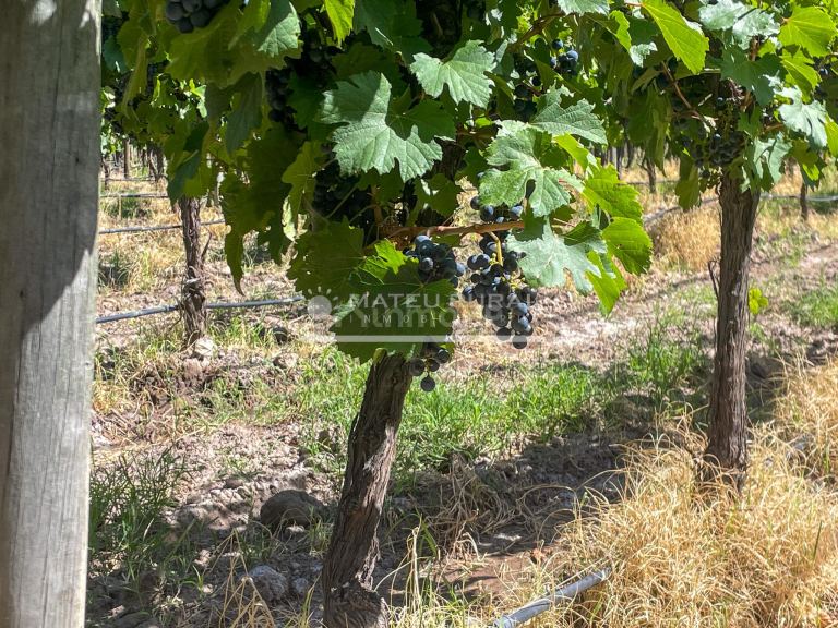 Finca en Venta en Tunuyan, Mendoza