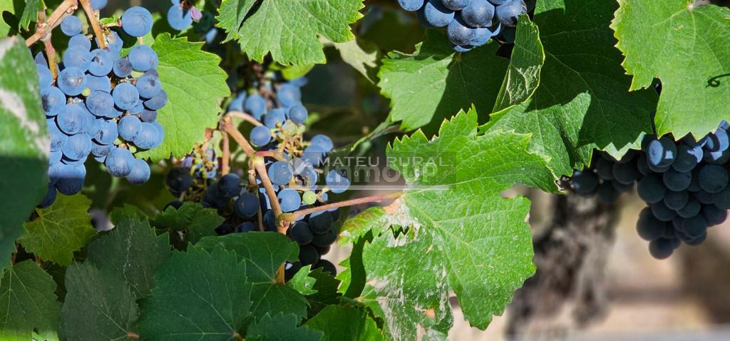 Finca en Venta en Tunuyan, Mendoza