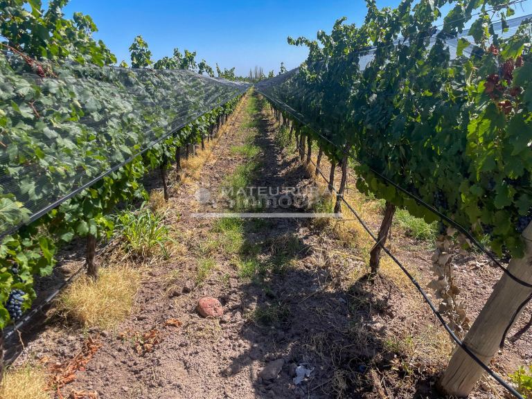 Finca en Venta en Tunuyan, Mendoza