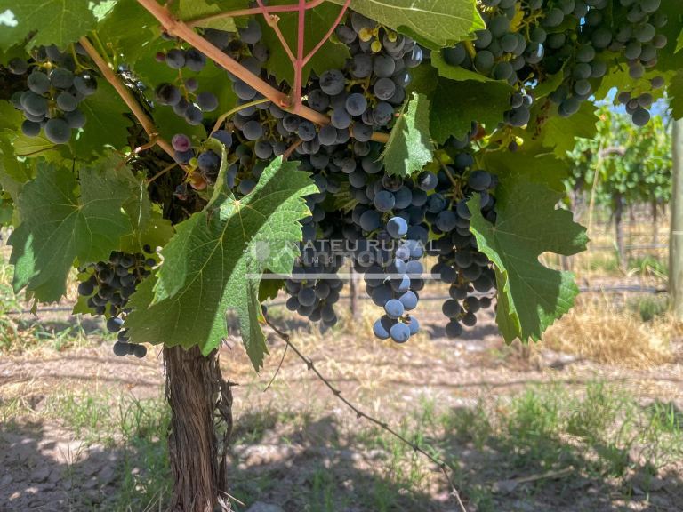 Finca en Venta en Tunuyan, Mendoza