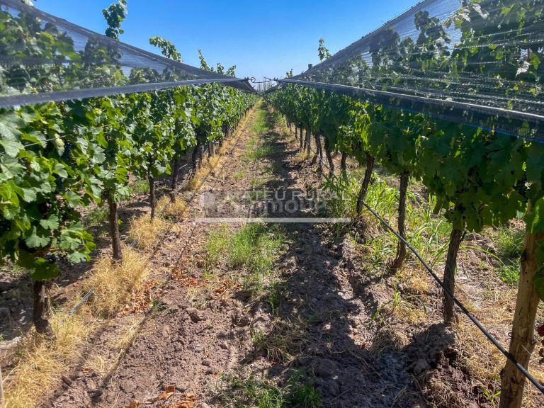 Finca en Venta en Tunuyan, Mendoza