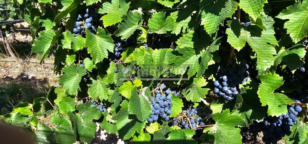 Finca en Venta en Tunuyan, Mendoza