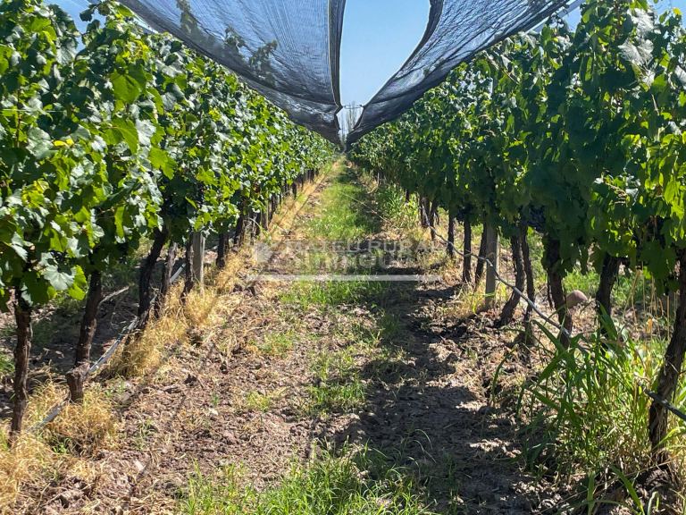 Finca en Venta en Tunuyan, Mendoza