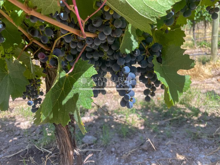 Finca en Venta en Tunuyan, Mendoza