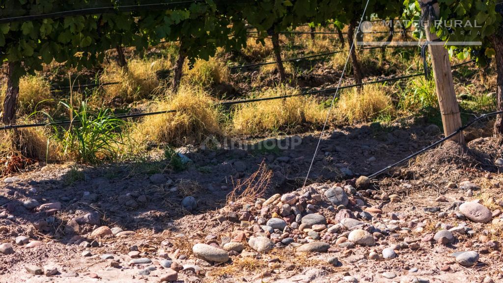 Finca en Venta en Tunuyan, Mendoza