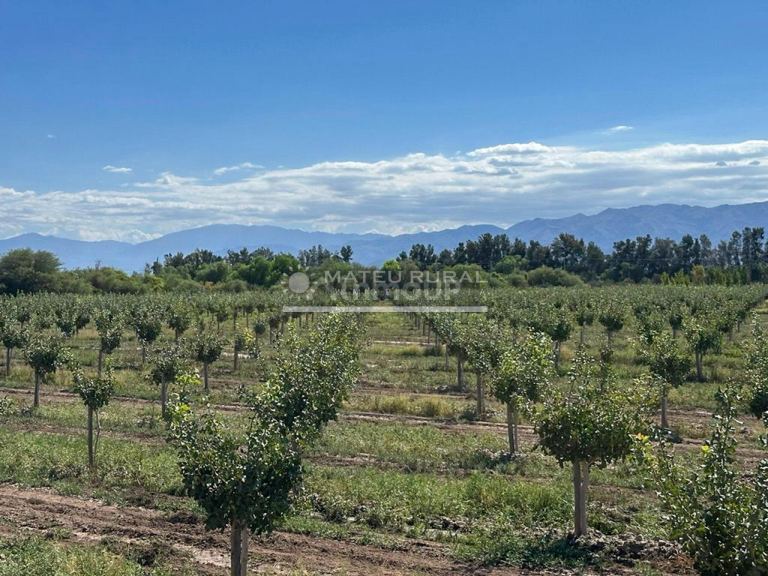 Finca en Venta en Sarmiento, San Juan