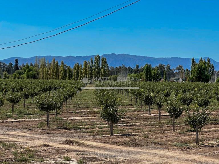Finca en Venta en Sarmiento, San Juan