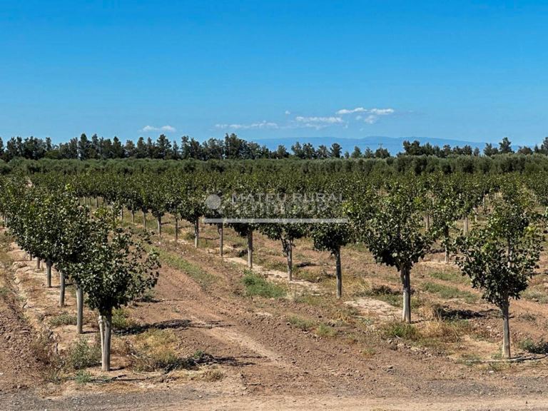 Finca en Venta en Sarmiento, San Juan